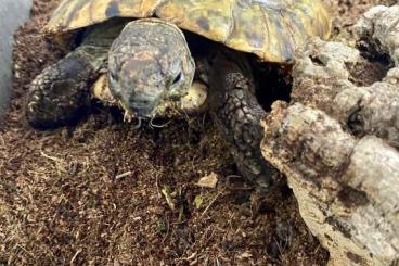 Turtles and Tortoises kaufen und verkaufen Photo: Griechische Landschildkröte Pablo sucht ein liebevolles Zuhause 