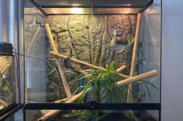 Geckos kaufen und verkaufen Foto: Madagaskar Taggeckos mit Terrarium und Nachzuchtterrarium zu verkaufen