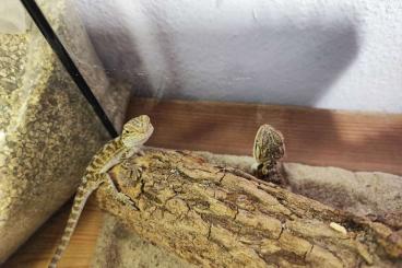 Bearded dragons kaufen und verkaufen Photo: Bartagamen Babys aus Hobbyzucht 