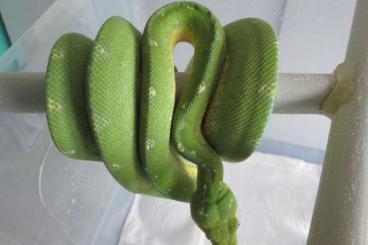 Pythons kaufen und verkaufen Photo: Morelia azurea utaraensis Cyclops Pythons kaufen und verkaufen Photo: Morelia azurea utaraensis Cyclops