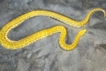 Schlangen kaufen und verkaufen Foto: Biete 1.1 Tigerpython Python molurus bivittatus ab ! 
