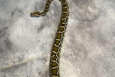 Schlangen kaufen und verkaufen Foto: 1.1 Tigerpython / Python molurus bivittatus 
