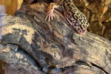 Geckos kaufen und verkaufen Foto: 2 Leopardgecko Männchen ca 2 Jahre alt und ca 6 Monate alt