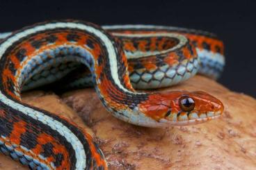 Schlangen kaufen und verkaufen Foto: Looking for Thamnophis sirtalis 