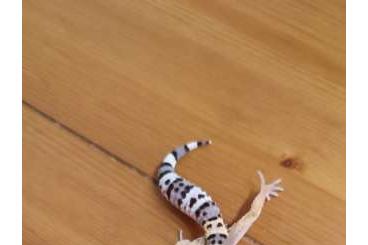 Geckos kaufen und verkaufen Foto: Leopardgeckobabys, auf weiblich inkubiert