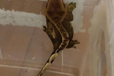 Geckos kaufen und verkaufen Photo: Kronengeckos - 2 männliche und 2 weibliche Tiere - eigene Nachzucht