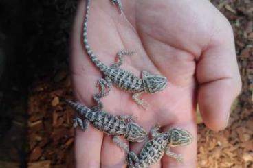 Bearded dragons kaufen und verkaufen Photo: Bartagamen Jungtiere abzugeben 