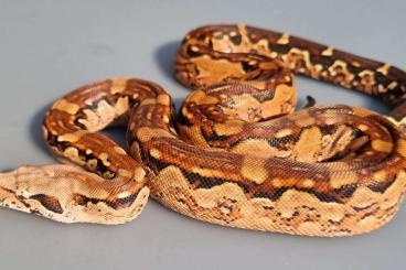 Boas kaufen und verkaufen Foto: Boa constrictor imperator 1.0 Aztek het. Blood