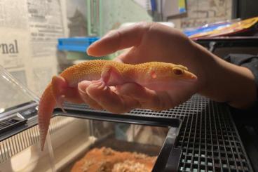 Echsen  kaufen und verkaufen Foto: leopard gecko zu verkaufen