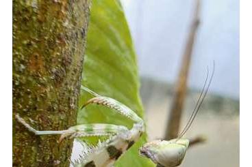 Insekten kaufen und verkaufen Foto: Asiatische blütenmantis Ootheken
