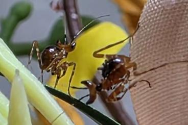 Insects kaufen und verkaufen Photo: Creobroter Gemmatus Nymphen Insects kaufen und verkaufen Photo: Creobroter Gemmatus Nymphen
