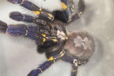 Vogelspinnen kaufen und verkaufen Foto: Multiple tarantulas for sale 