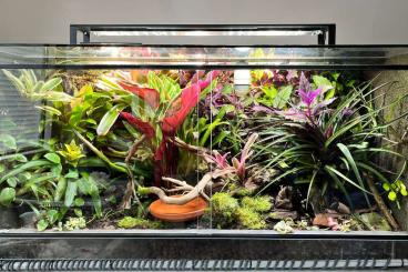 Pfeilgiftfrösche kaufen und verkaufen Foto: Terrarium mit kompletter Zuchtgruppe dendrobates tinctorius brasiliane