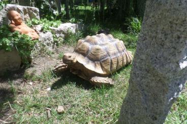 Landschildkröten kaufen und verkaufen Foto: Spornschildkröten, sulcata geochelone Landschildkröten kaufen und verkaufen Foto: Spornschildkröten, sulcata geochelone