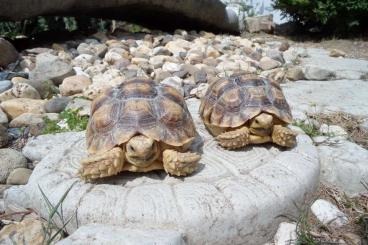 Landschildkröten kaufen und verkaufen Foto: 2 Stück Spornschildkröten, sulcata geochelone