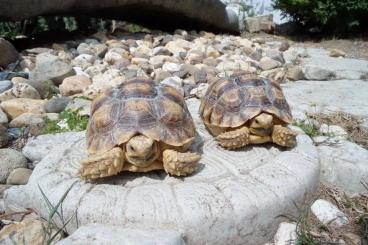 Landschildkröten kaufen und verkaufen Foto: 2 Stück Spornschildkröten, sulcata geochelone