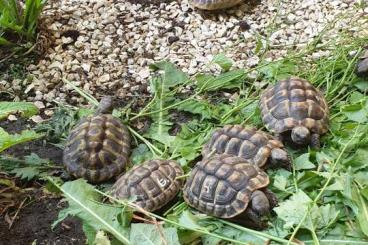 Schildkröten  kaufen und verkaufen Foto: Griechische Landschildkröten 