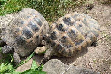 Landschildkröten kaufen und verkaufen Foto: 1.4 Gruppe maurische Landschildkröten TGI
