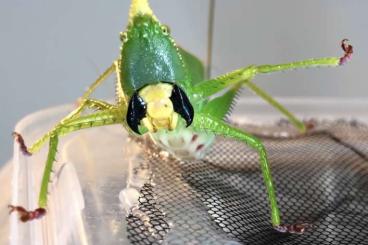 Insekten kaufen und verkaufen Foto: Katydid eggs available: Copiphora cornuta & Nesonotus reticulatus