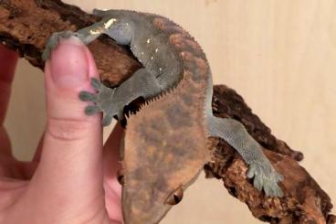 Geckos kaufen und verkaufen Photo: Verkaufe Kronengeckos, Leopardgeckos und Phelsuma Grandis 