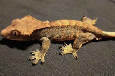 Geckos kaufen und verkaufen Photo: Correlophus ciliatus, Leopardgeckos