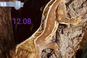 Geckos kaufen und verkaufen Foto: Correlophus ciliatus / Kronengecko und Leopardgeckos Geckos kaufen und verkaufen Foto: Correlophus ciliatus / Kronengecko und Leopardgeckos