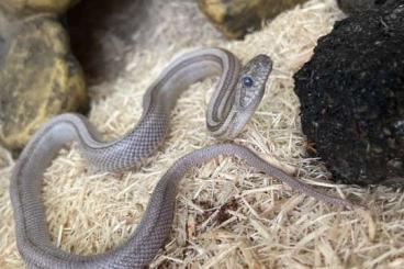 Colubrids kaufen und verkaufen Photo: 2 Kornnattern + Terrarien