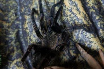 Spiders and Scorpions kaufen und verkaufen Photo: Theraphosinae sp. Piura Weibchen mit Terrarium abzugeben!
