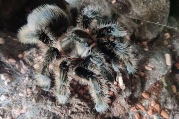 Vogelspinnen kaufen und verkaufen Foto: Brachypelma Albopilosum 5 Jahre adultes Weib. vom Händler/Züchter 65€