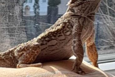 Bearded dragons kaufen und verkaufen Photo: Bartagame + terrarium 50 Euro 