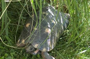 Landschildkröten kaufen und verkaufen Foto: 3 adulte männl. Breitrand ……