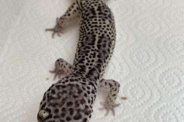 Geckos kaufen und verkaufen Foto: Leopardgecko Männchen Nano
