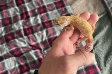 Echsen  kaufen und verkaufen Foto: Männlicher Temper Albino Leopardgecko