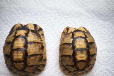 Landschildkröten kaufen und verkaufen Foto: Testudo kleinmanni / Testudo kleinmanni Landschildkröten kaufen und verkaufen Foto: Testudo kleinmanni / Testudo kleinmanni
