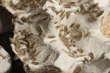 Insekten kaufen und verkaufen Foto: Thermobia domestica / Ofenfischchen Insekten kaufen und verkaufen Foto: Thermobia domestica / Ofenfischchen