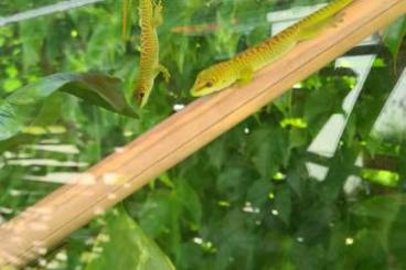 Geckos kaufen und verkaufen Foto: NZ 0,0,5 Phelsuma Grandis / Großer Madagaskar Taggecko