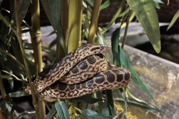 Schlangen kaufen und verkaufen Foto: For sale: Boa Constrictor / Eunectes notaeus (yellow anaconda)