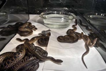 Snakes kaufen und verkaufen Photo: eunectes notaeus gelbe anakonda for sale Snakes kaufen und verkaufen Photo: eunectes notaeus gelbe anakonda for sale
