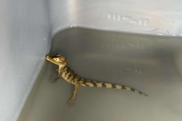 other lizards kaufen und verkaufen Photo: Caiman crocodilus NZ2025 