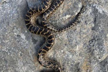 Schlangen kaufen und verkaufen Foto: Eunectes notaeus NZ2025 (yellow Anaconda/gelbe Anakonda) Schlangen kaufen und verkaufen Foto: Eunectes notaeus NZ2025 (yellow Anaconda/gelbe Anakonda)