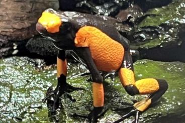 Pfeilgiftfrösche kaufen und verkaufen Foto: Oophaga Histrionica Saddleback 1.0