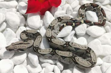 Boas kaufen und verkaufen Foto: Boa Constrictor Imperator Hog Island - Mix