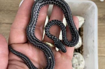 Schlangen kaufen und verkaufen Foto: Morelia spilota, morelia, carpet, python 