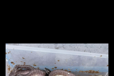 Schlangen kaufen und verkaufen Foto: Morelia spilota, carpet, python a lot of morph Schlangen kaufen und verkaufen Foto: Morelia spilota, carpet, python a lot of morph