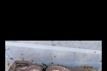 Schlangen kaufen und verkaufen Foto: Morelia spilota, carpet, python a lot of morph