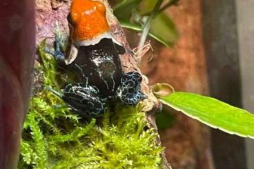 Poison dart frogs kaufen und verkaufen Photo: Ranitomeya Fantastica True Nominal 1.2