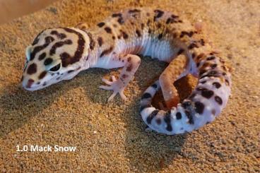 Geckos kaufen und verkaufen Foto: 3.1 Leopardgeckos versch. Morphs