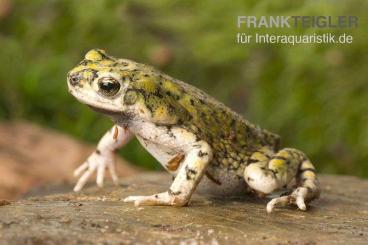 Frösche  kaufen und verkaufen Foto: Bufo Debilis / grüne  Zwergkröte gesucht 