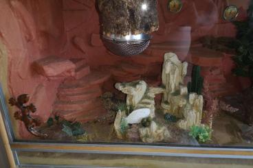 Geckos kaufen und verkaufen Foto: Großes Terrarium mit Leopardgeckos zu verschenkem
