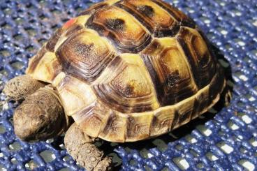 Landschildkröten kaufen und verkaufen Foto: maurische Landschildkröten